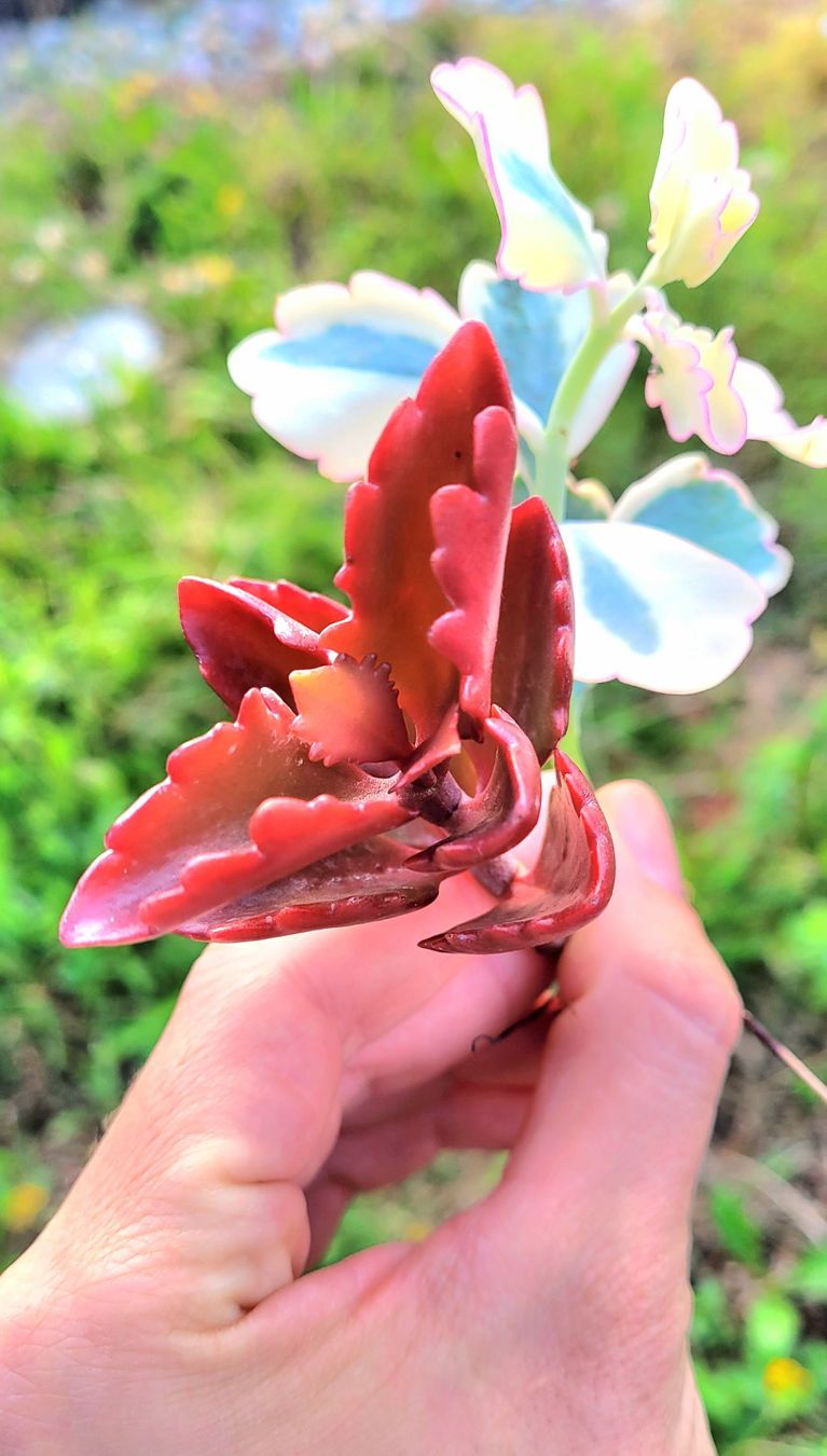 Piante & sementi: Kalanchoe Stecklinge – Nuovo (secondo la descrizione) da Zürich venduto da The_Plant_Wizard 2
