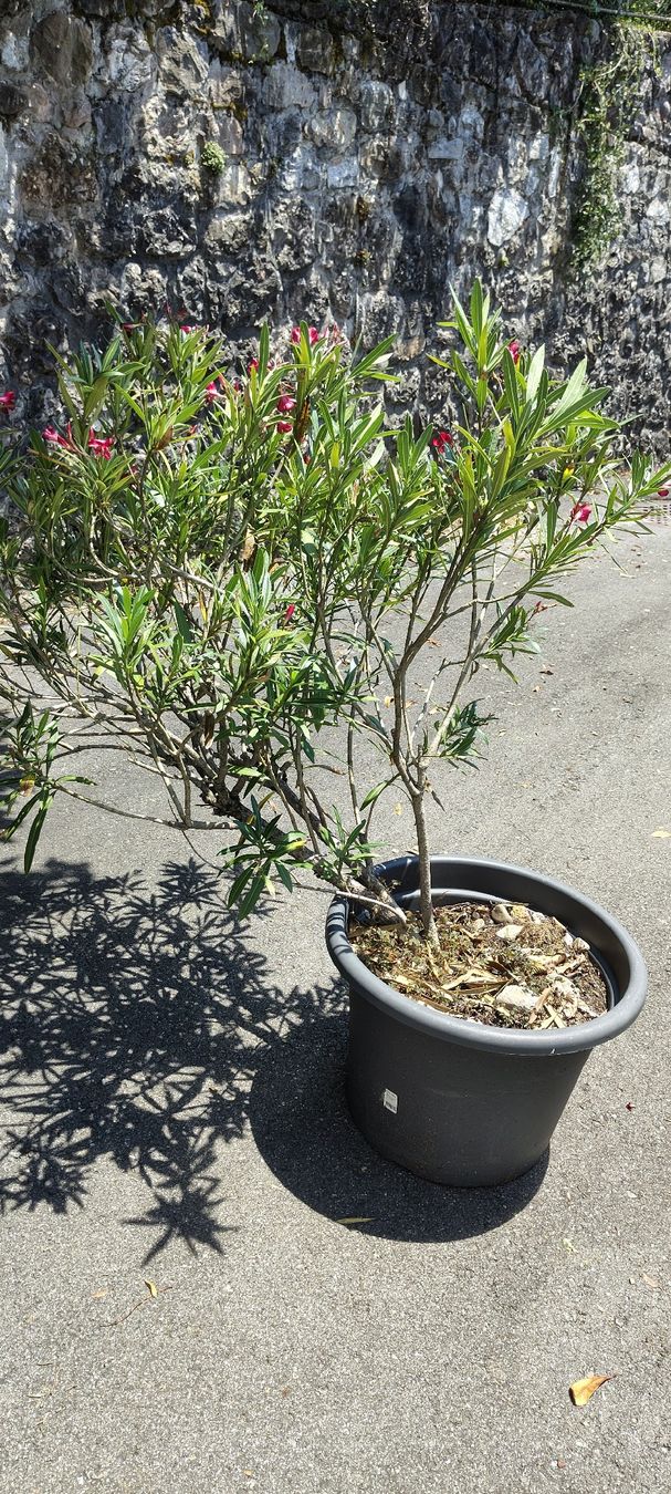 Piante & sementi: Grosser Oleander Rot zu verkaufen – Usato da St.Gallenkappel venduto da lalique 1