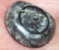 Cabochon L-772 – Orthoceras Fossil