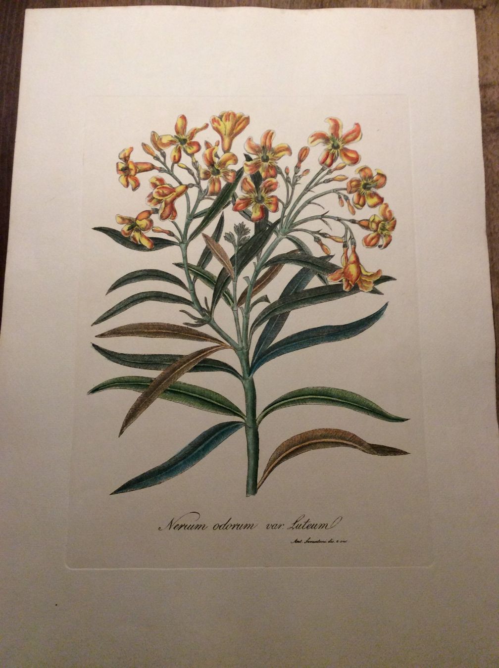 Grafica & Litografie: Planche Ant. Serantoni dis. e inc – Usato da Genève venduto da edelweiss1900 1