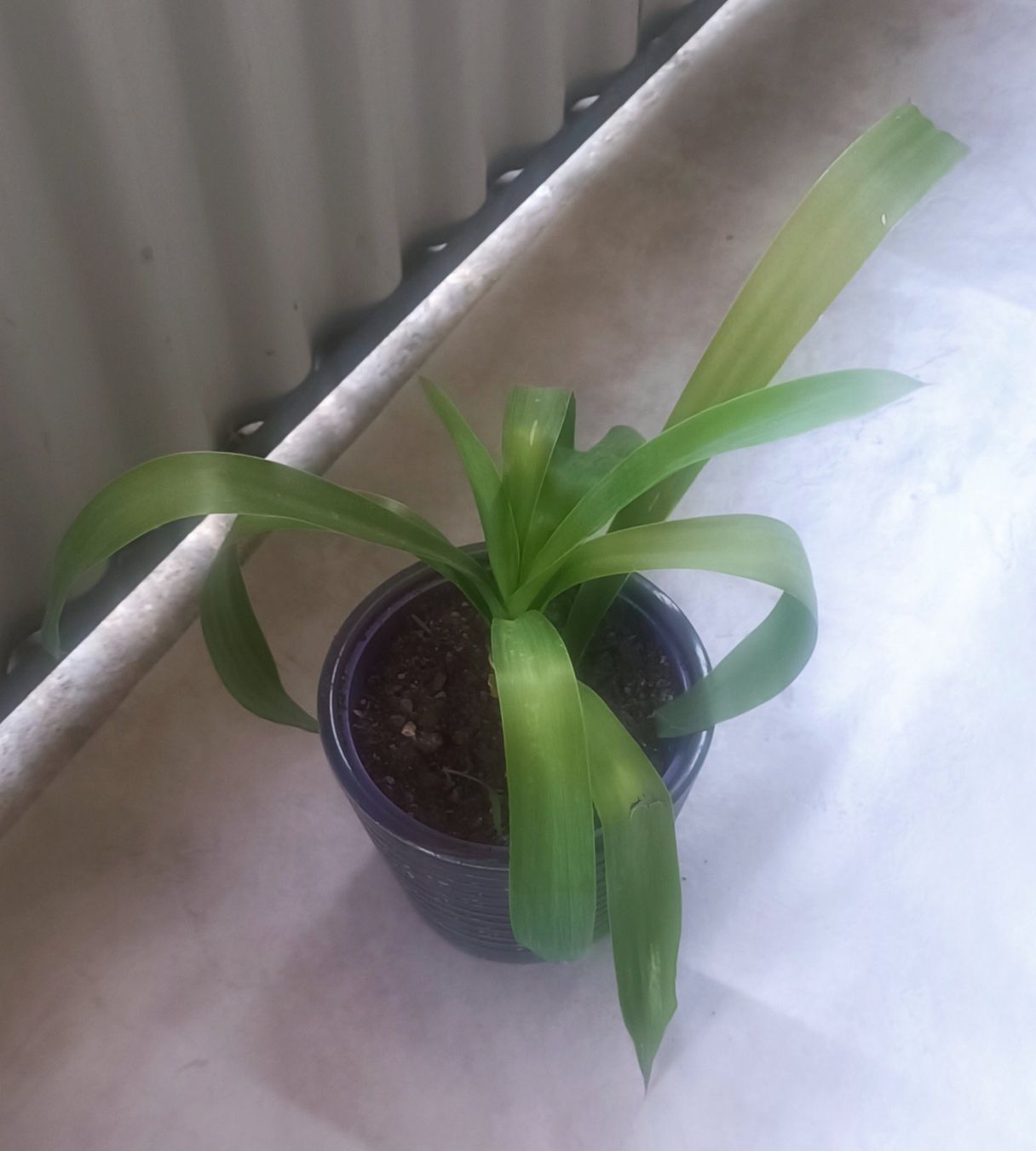 Piante & sementi: Yucca (45 cm inkl. Topf) – Usato da Bern venduto da sv-trade 8