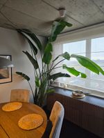 Strelitzia über 2,5 m + selbstbewässernden Lechuza-Topf