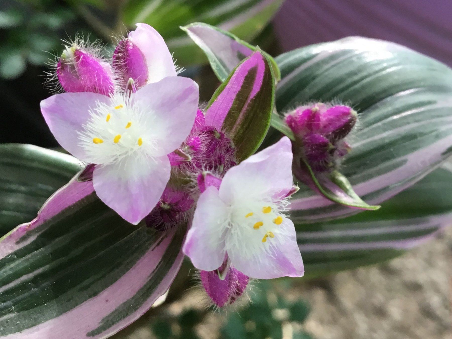 Piante & sementi: Tradescantia blossfeldiana Nanouk – Nuovo (secondo la descrizione) da Winterthur venduto da Aniger