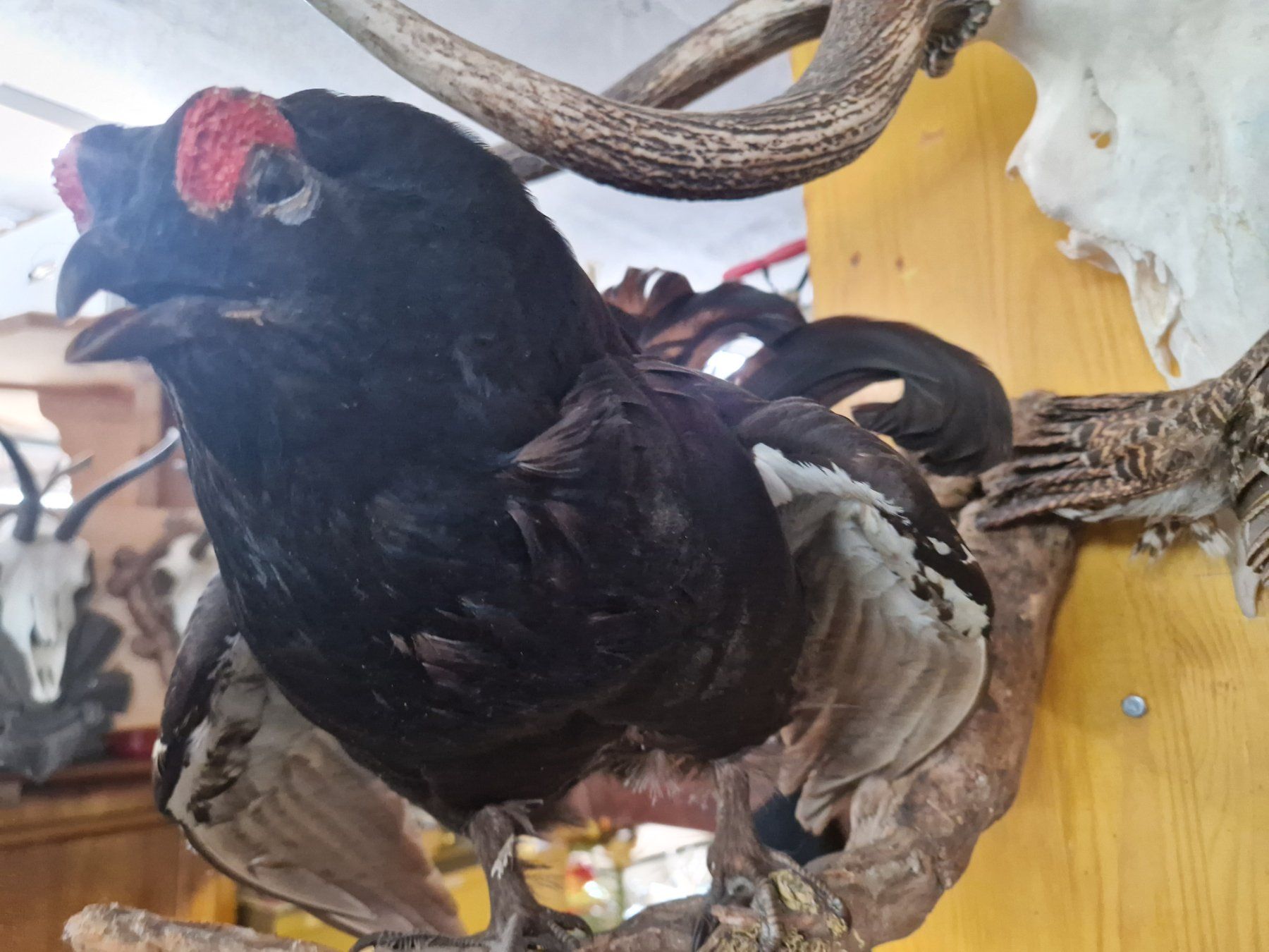 Il mondo degli animali: Präparat – Usato da Wetzikon ZH venduto da Hella73 2