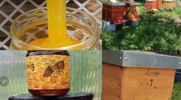 2x500g Schweizer Blütenhonig direkt vom Imker 🍯
