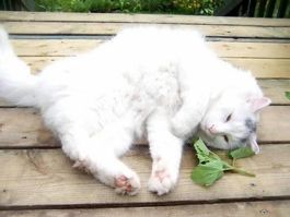 HERBE A CHAT (Nepeta Cataria) 40g