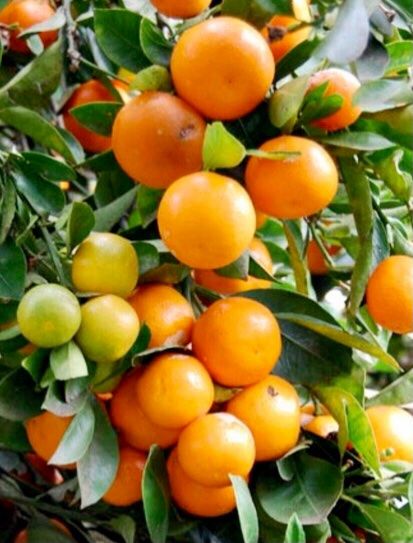 Pflanzen & Samen: Ab 5.- fr 5 Samen Kalamondin CITROFORTUNELLA MICROCARPA= – Neu und originalverpackt aus Rovio von POSITIFFARTandPLANTS 6