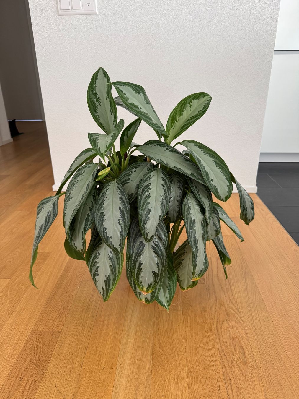 Pflanzen & Samen: Aglaonema Silver Bay – Gebraucht aus Goldau von b4mxshk 2