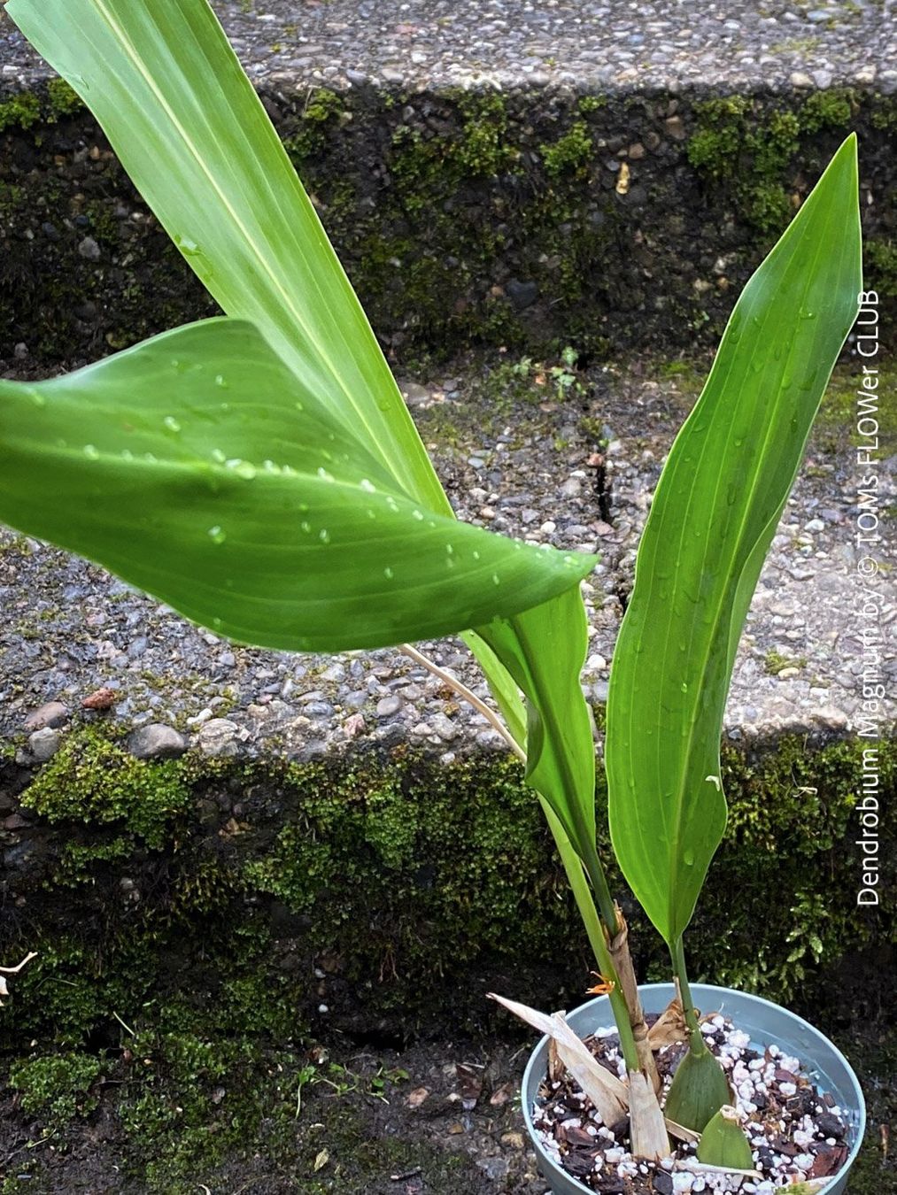 Piante & sementi: Dendrobium Magnum Orchidee - Duft und Blüte einfach WOW – Nuovo e nell'imballaggio originale da Adliswil venduto da asTOMas963 8