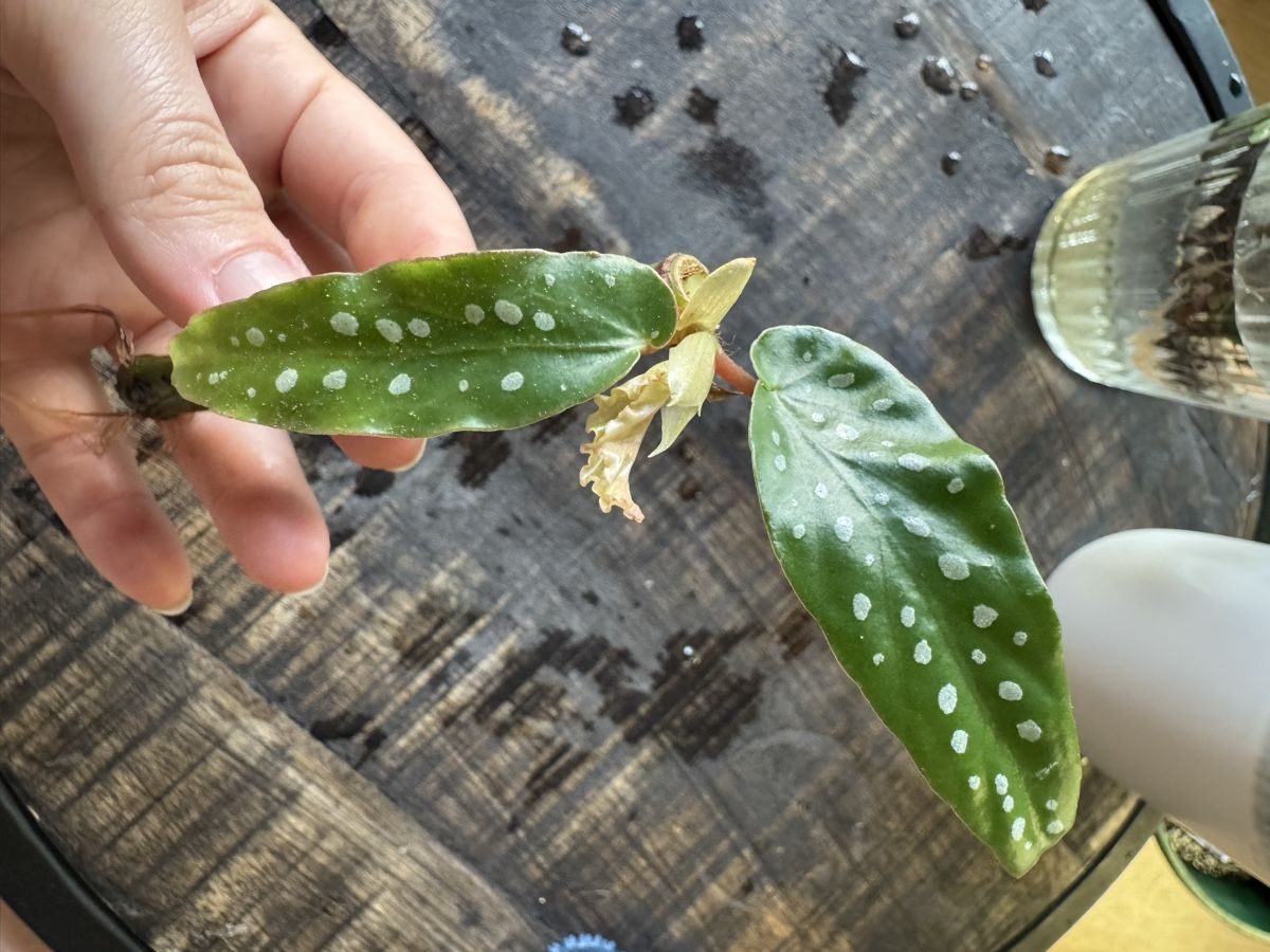 Piante & sementi: Begonia Maculata Ableger – Usato da Villnachern venduto da Lommy