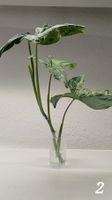 Syngonium 'Mottled Mojito' – Fresh Unrooted Cutting