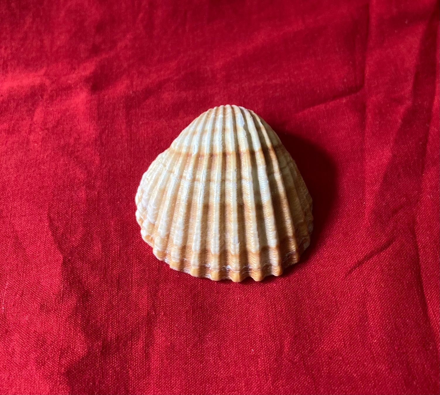 Fossili: 3 kleine Muscheln – Usato da Zürich venduto da Gustavo_Bianco 2