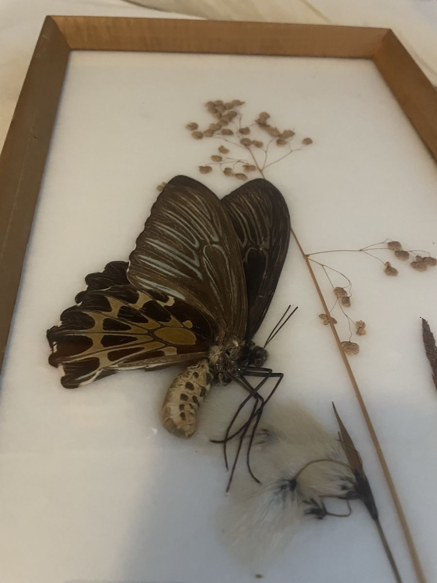 Il mondo degli animali: Schmetterlinge im Rahmen, Ornithoptera aeacus Indien. – Usato da Zürich venduto da yas_alam 2