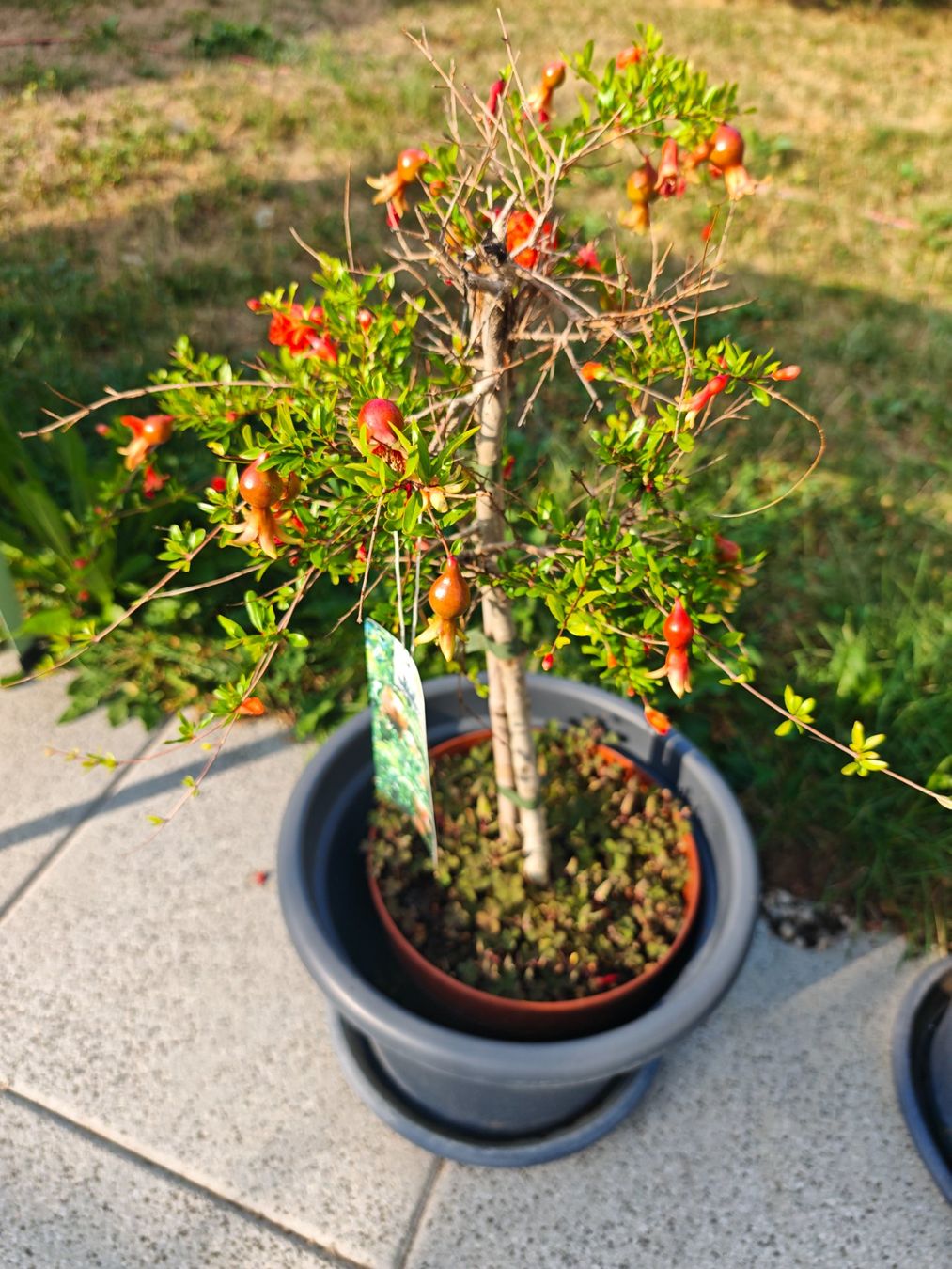 Pflanzen & Samen: Granatapfelbaum Granatapfel Bäumchen 60 cm – Gebraucht aus Gunzgen von 0Aurin0