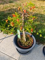 Granatapfelbaum Granatapfel Bäumchen 60 cm