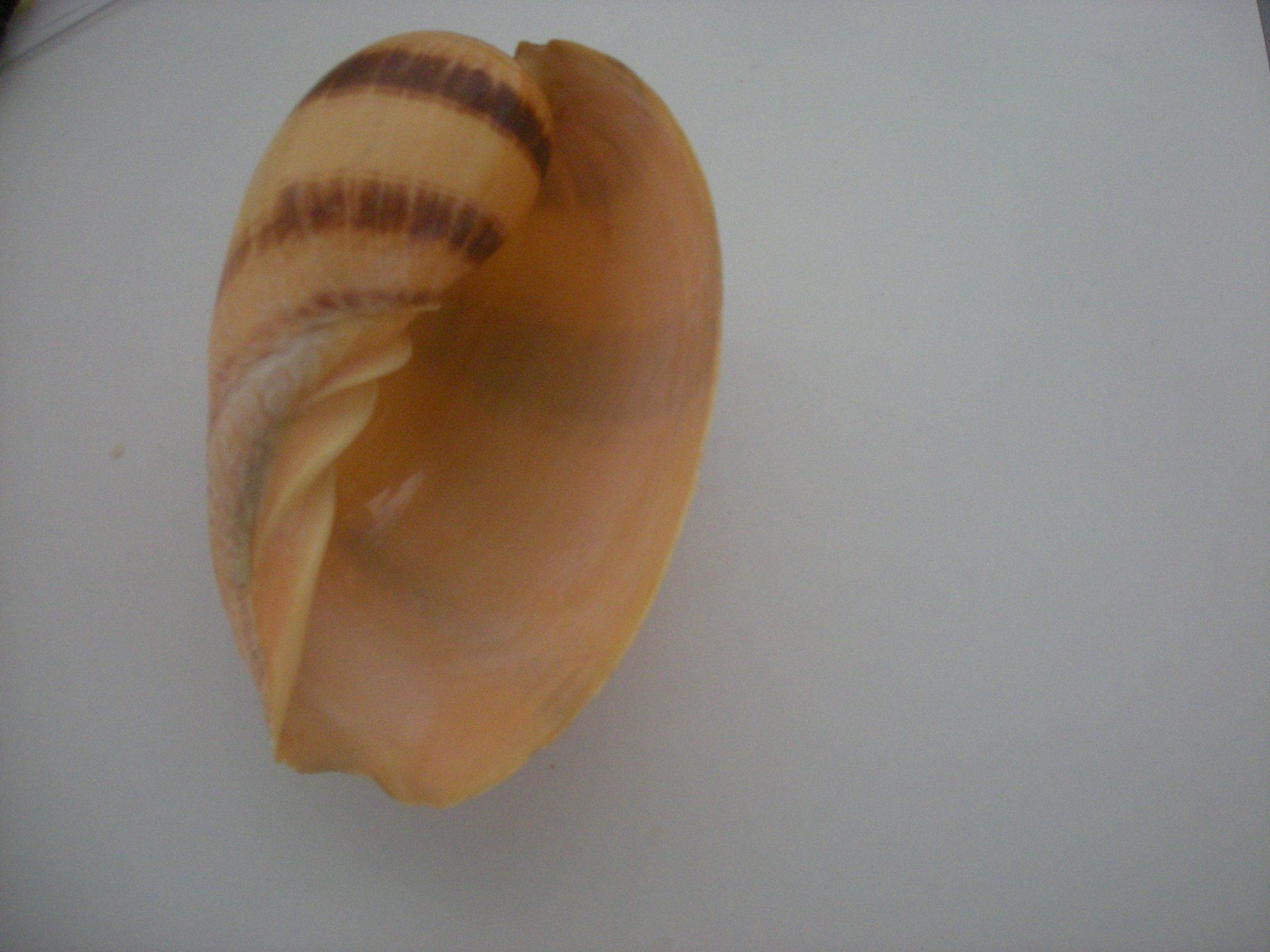Fossili: Riesengrosse Muschel Philippinen 14 cm – Usato da Spreitenbach venduto da Sniper8952 3