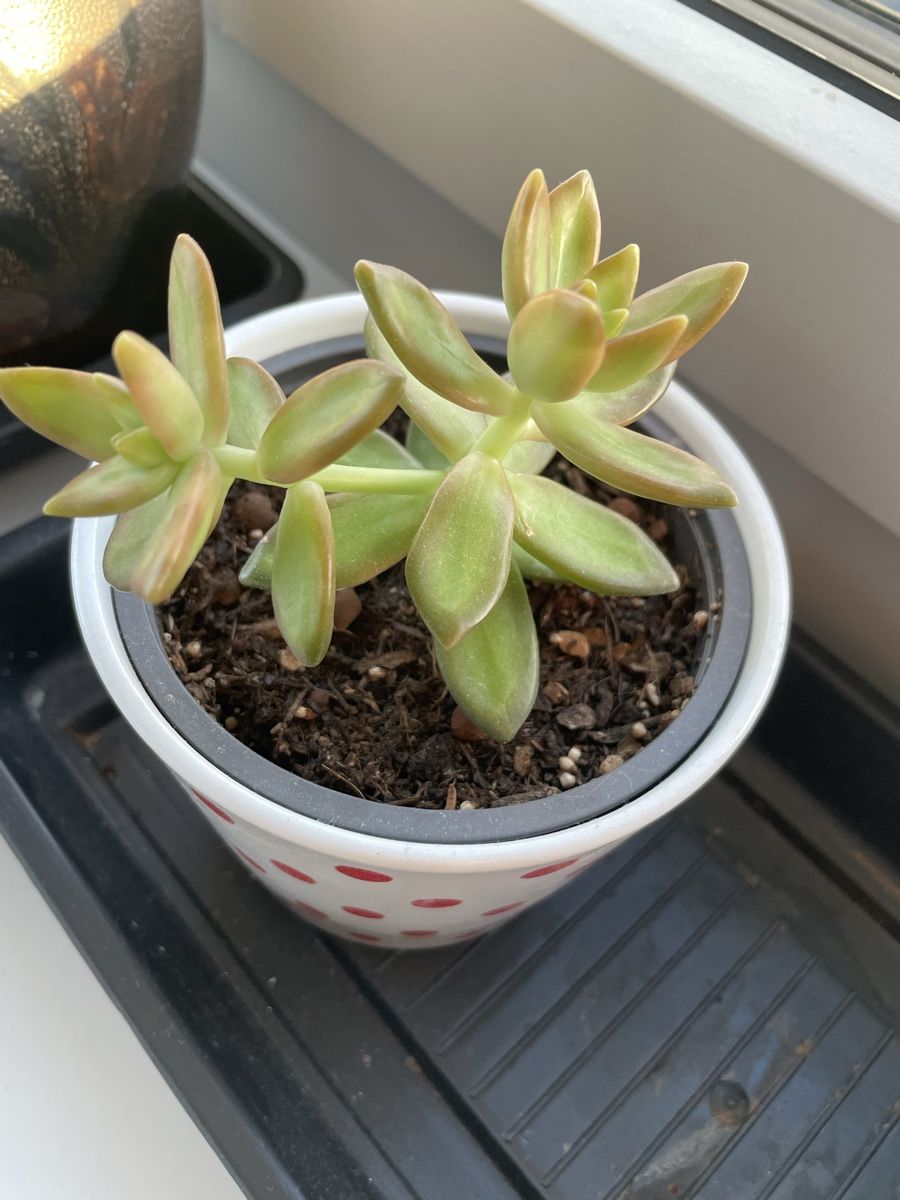 Piante & sementi: Cactus, Sukkulente with cute pot  – Usato da Uster venduto da momogarden 1
