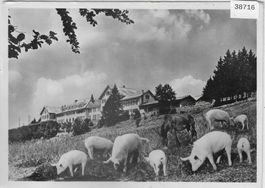 Grosse Schwein'erei auf dem Weissenstein