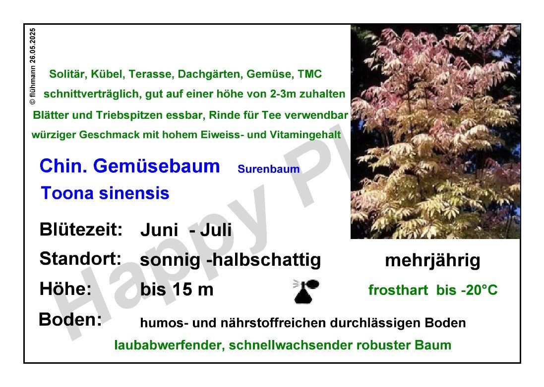 Pflanzen & Samen: Chin. Gemüsebaum - Toona sinensis - 20 Samen – Neu und originalverpackt aus Sumiswald von Cham14558 4