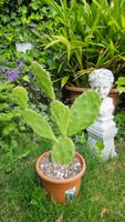 Kaktus, Opuntia brasiliensis, gelb blühend
