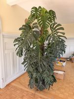 Grosse Monstera ca. 2.40