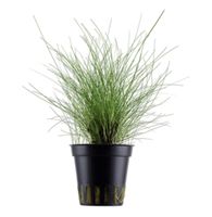 Aquariumpflanzen  Eleocharis parvula