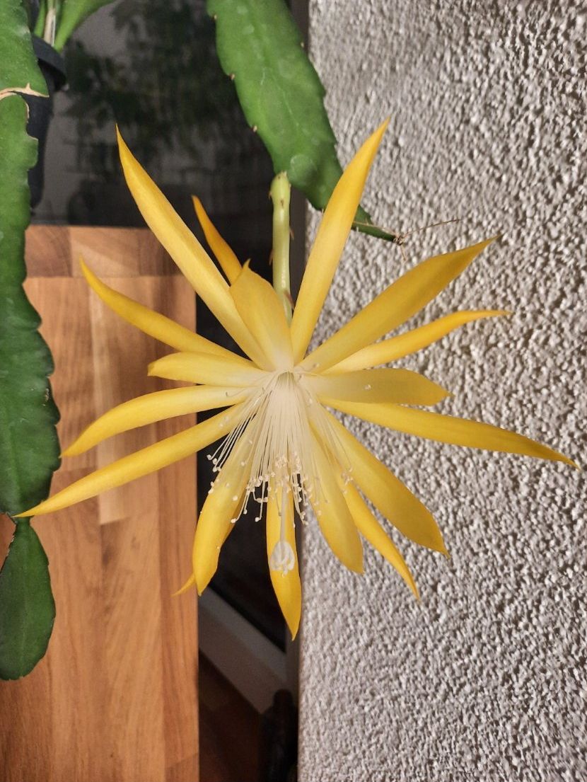 Plantes & graines: Epiphyllum Frühlingsgold – D'occasion à Waltenschwil par PlantAddict 3