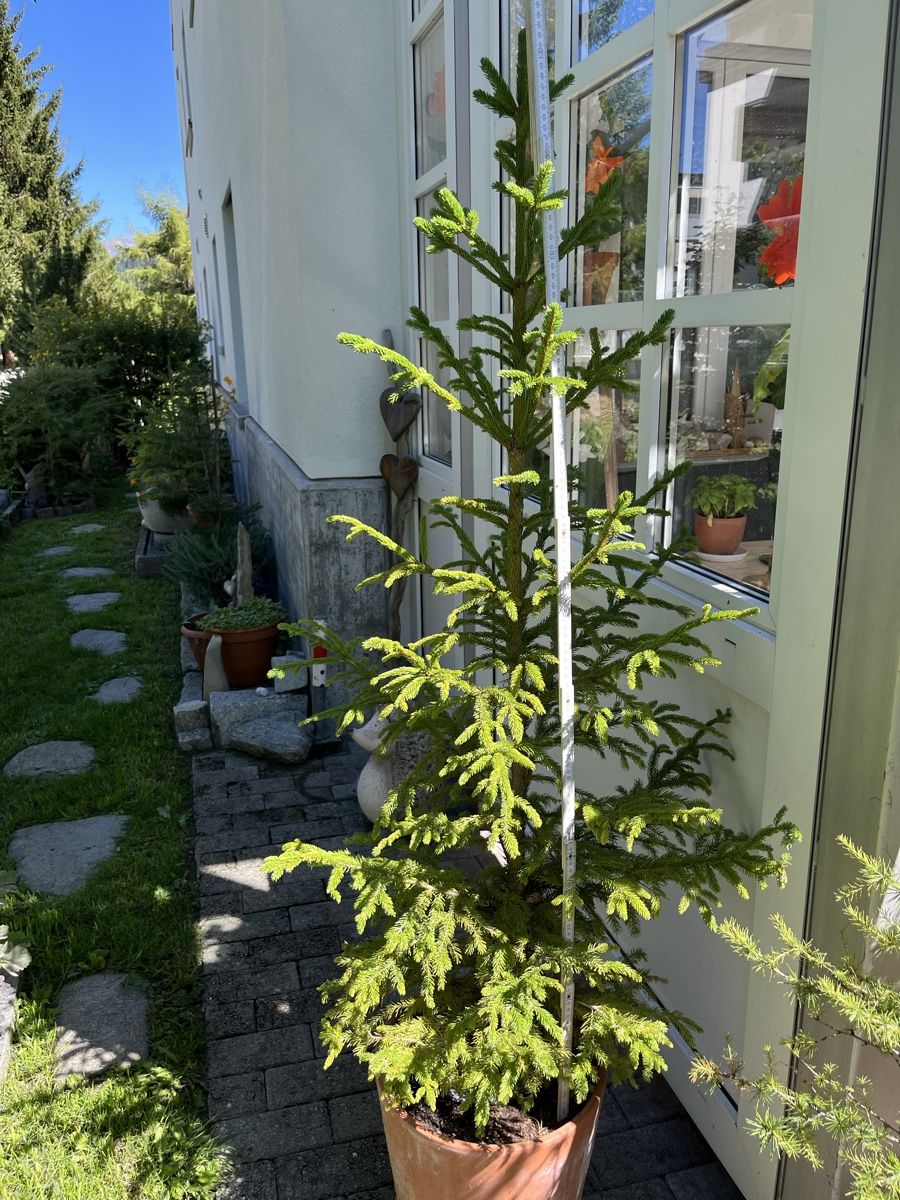 Piante & sementi: Fichte – Usato da Davos Platz venduto da butzele13 1