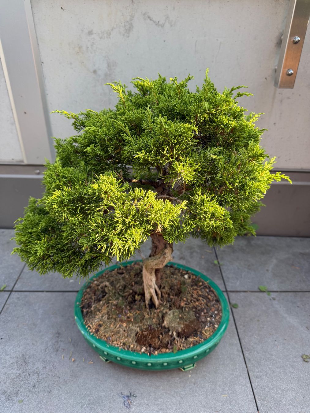 Pflanzen & Samen: Bonsai Chinesischer Wacholder – Gebraucht aus Ennetbaden von miboo 2