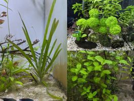 13 Aquarienpflanzen: 5 Bacopa, 5 Limnophila, 3 Valisneria