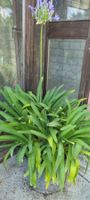 Agapanthus im Topf blüht blau