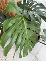 Philodendron Monstera Schoss mit grossen Blättern