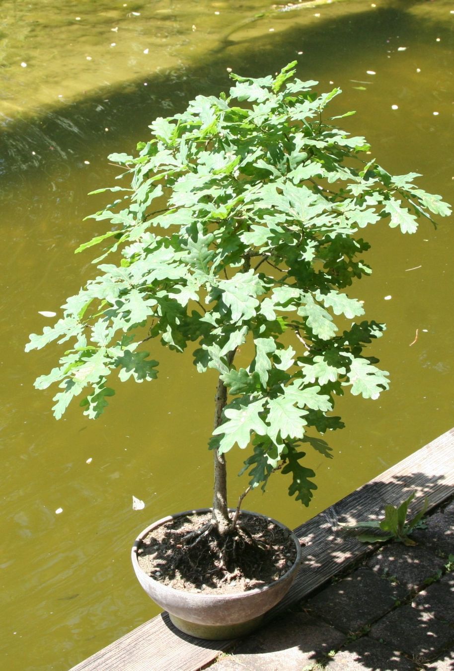 Piante & sementi: BONSAI  -  Stieleiche – Usato da Gretzenbach venduto da Sikim 3