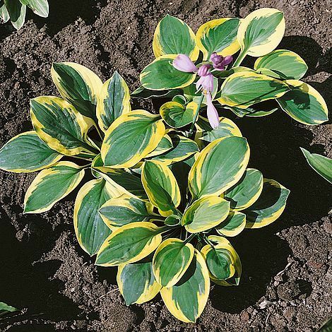Piante & sementi: Hosta 'Carnival' 1 PLANT – Nuovo e nell'imballaggio originale da Bremblens venduto da FIBONACCI369