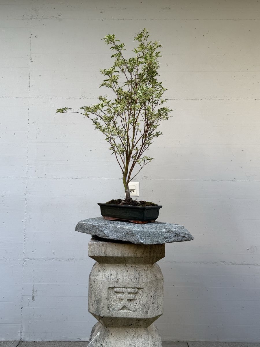 Piante & sementi: Acer palmatum 'Butterfly' / 'Metamorphosa' – Usato da Gossau SG venduto da SolitariusBotanica 1