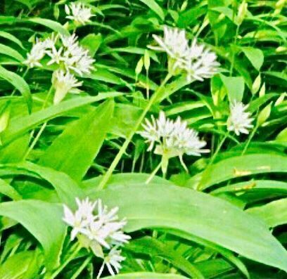 20 Semi Di Aglio Orsino (Allium Ursinum) - Pianta Aromatica E Medicinale - Foto 5