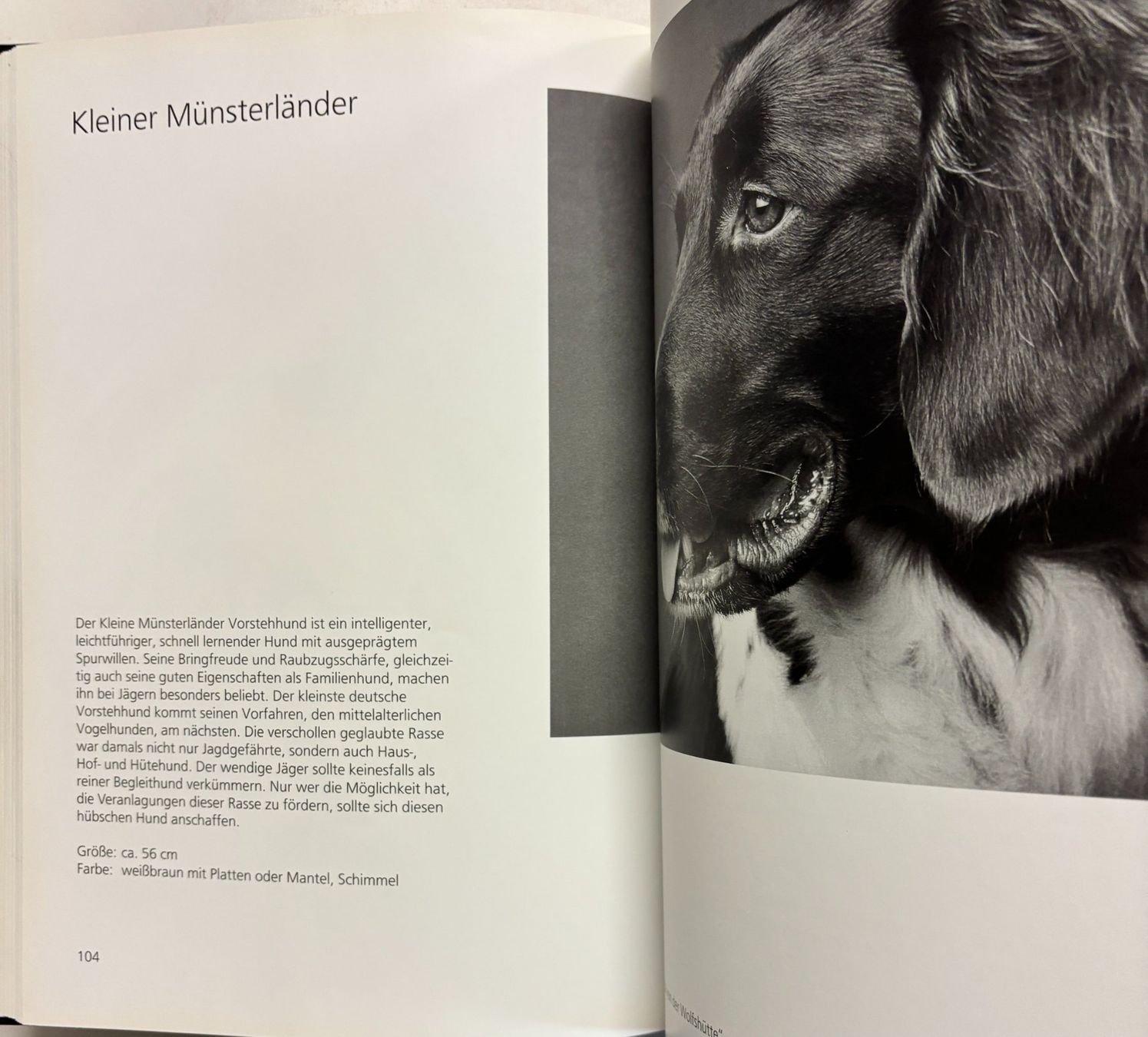 Bücher: Hundeblicke – Gebraucht aus Sarnen von Livres 8