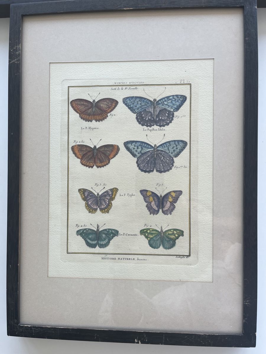 Poster & Bilder: 3 antike Bilder Schmetterlinge gerahmt – Gebraucht aus Lostorf von SimLou 1