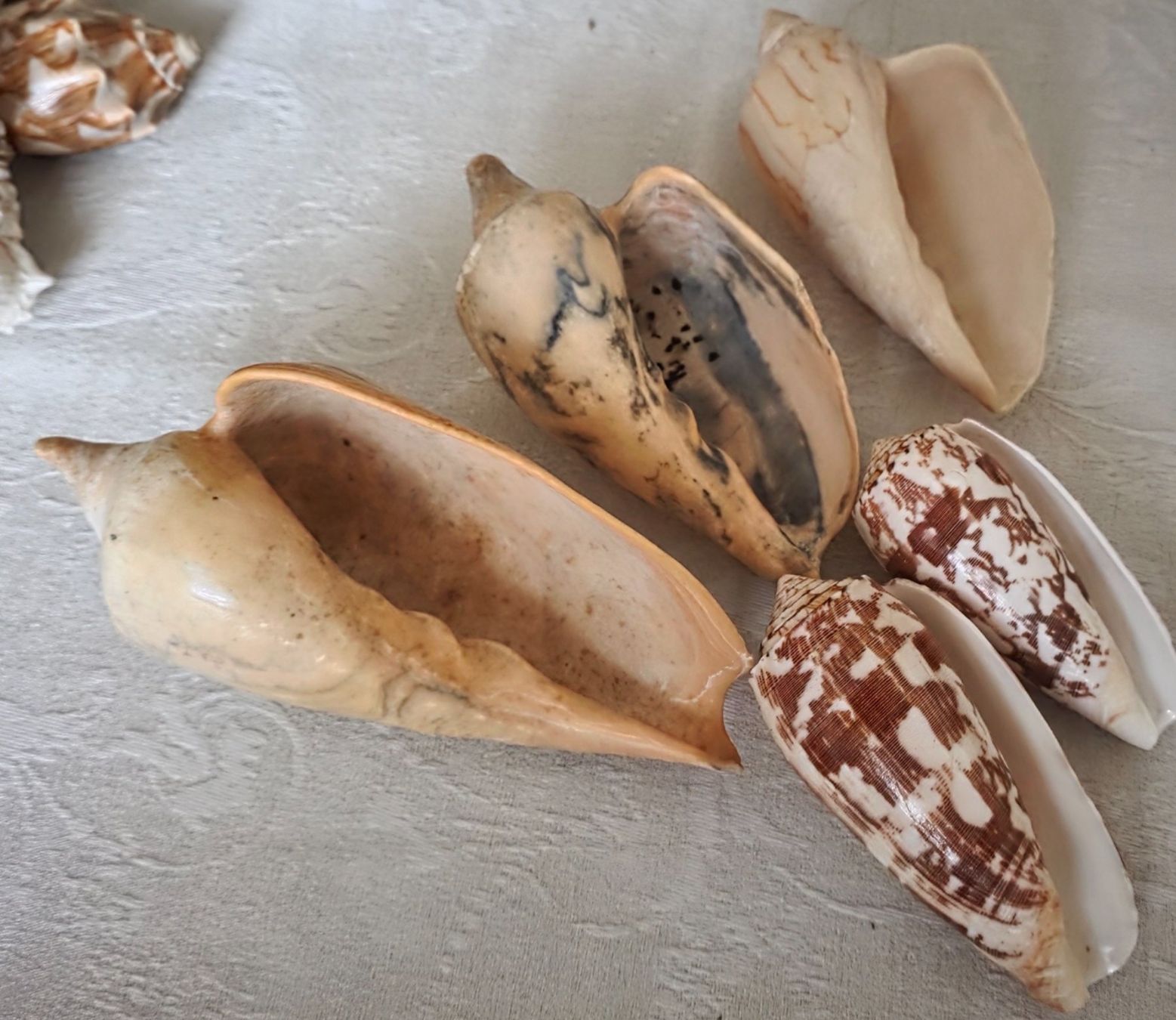 Fossili: Muscheln – Usato da Wittenbach venduto da rose_rosi 1