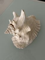 Muschel