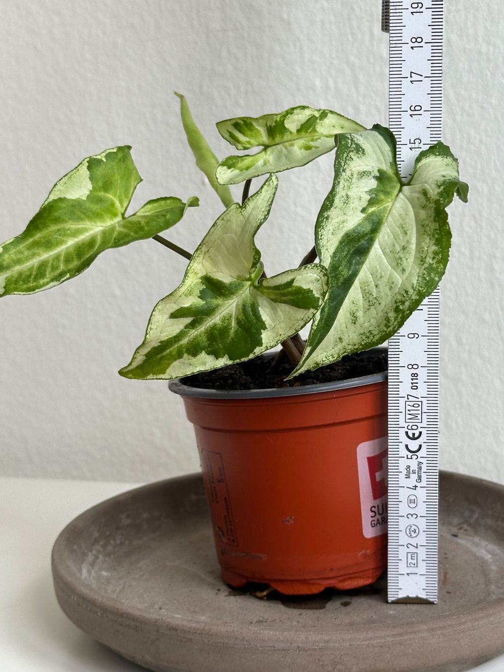 Piante & sementi: Syngonium Three Kings #2 – Usato da Zürich venduto da ong8 5