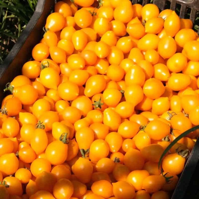 Piante & sementi: 50 Samen Piennolo Vesuvio  Tomate – Nuovo (secondo la descrizione) da Ehrendingen venduto da VerveinaSamen 3
