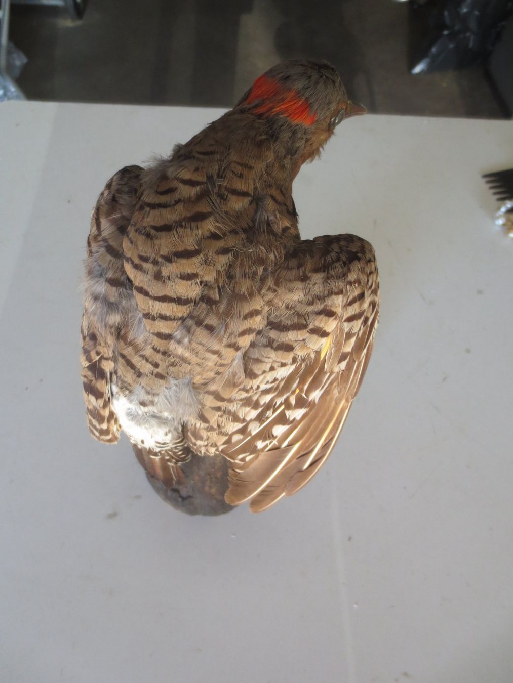 Monde des animaux: Goldspecht ausgestopft – D'occasion à Weier im Emmental par waefler03 4