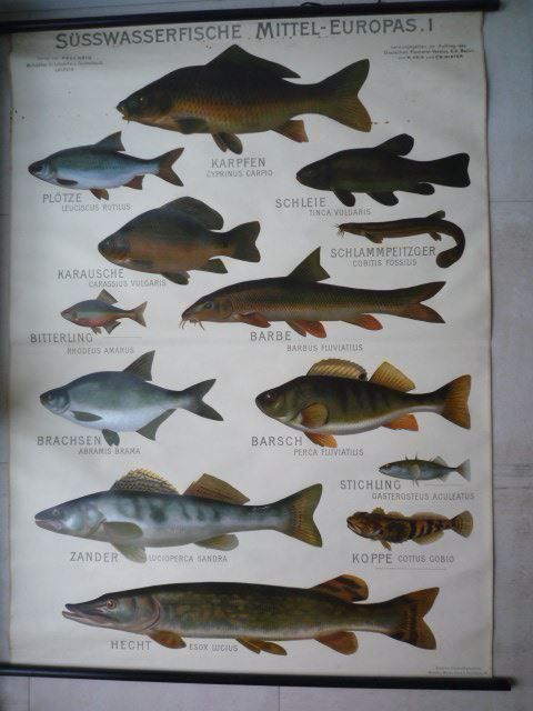 Poster & Bilder: Ancien tableau de présentation POISSONS – Gebraucht aus Cortaillod von Matteo18