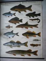 Ancien tableau de présentation POISSONS