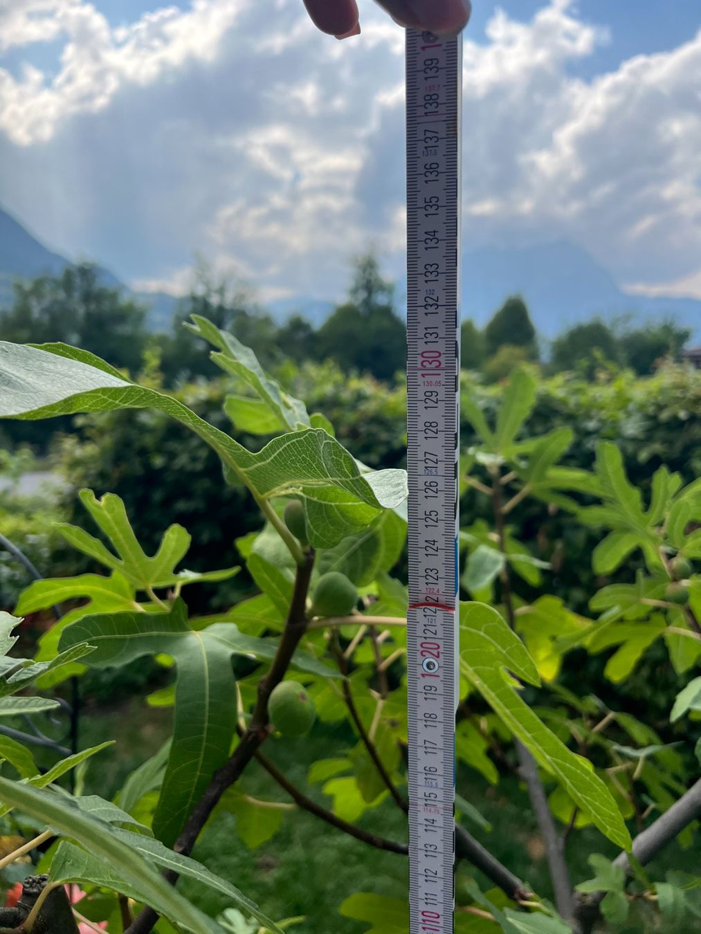 Plantes & graines: Feigenbaum im Topf, ca. 140 cm hoch, mit Früchten – D'occasion à Volketswil par SecondHanderia 2
