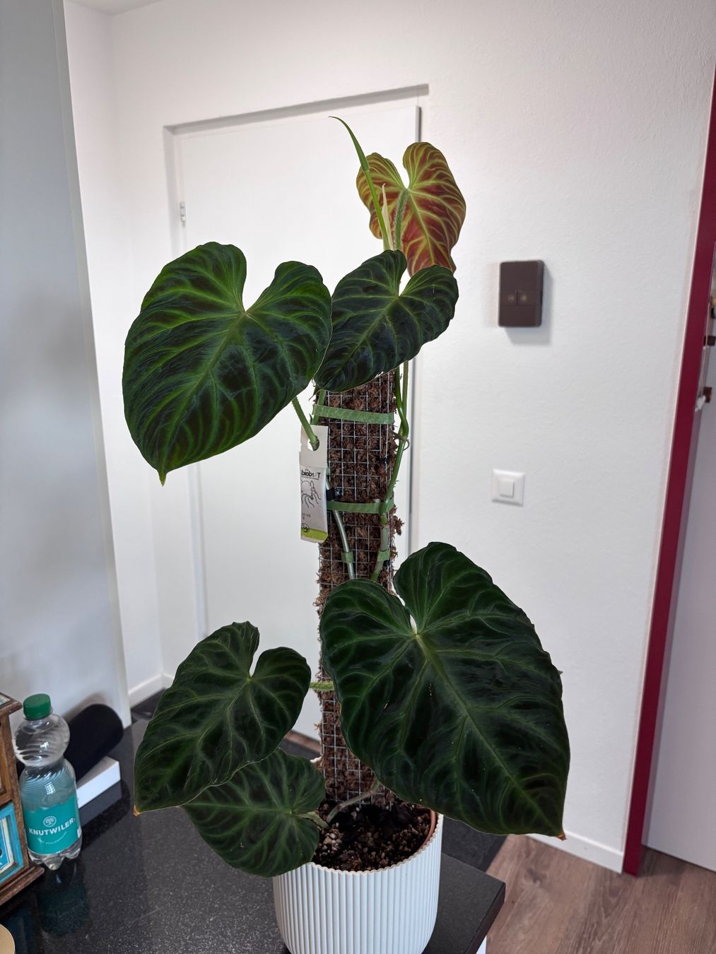 Piante & sementi: Philodendron Verrucosum 'Panther' – Usato da Oberbuchsiten venduto da Muskatellerchen