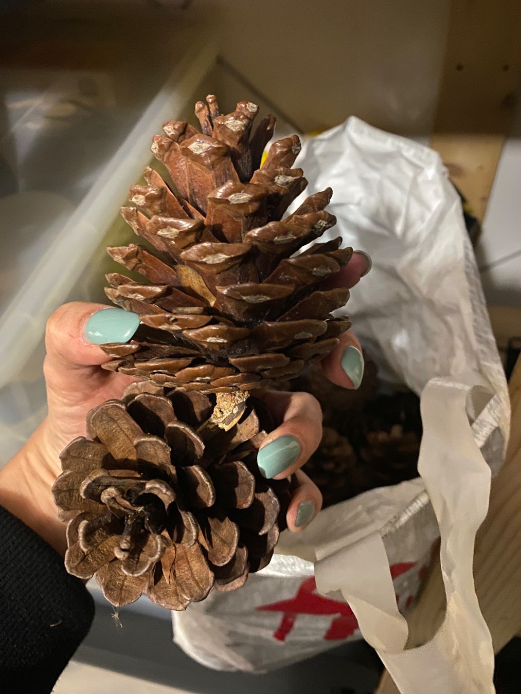 Tutte le decorazioni: Tannzapfen ca. 3.9 Kg – Usato da Münsingen venduto da _cocos_