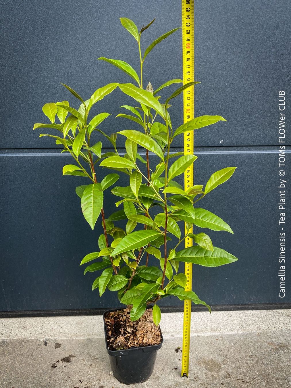 Piante & sementi: Camellia Sinensis - Teepflanze – Nuovo e nell'imballaggio originale da Adliswil venduto da astom369 5