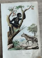 Gravure ancienne : Homme et hyène